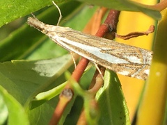 Crambus whitmerellus