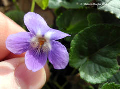Viola odorata