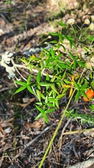 Alyxia ruscifolia