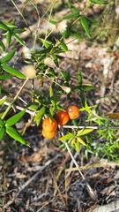 Alyxia ruscifolia