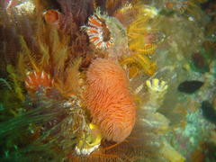 Protula bispiralis