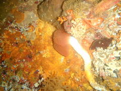 Protula bispiralis
