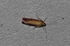 Oncocera semirubella