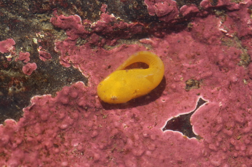 Tidepool Snailfish