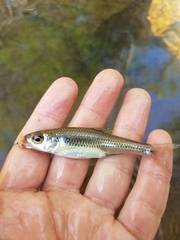 Notropis scepticus