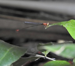 Teinobasis rufithorax