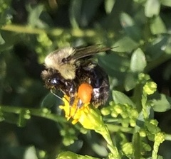 Bombus impatiens