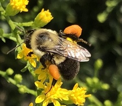 Bombus impatiens