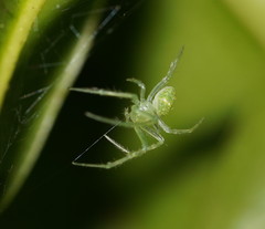 Araneus circulissparsus