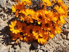 Gazania heterochaeta