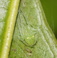 Araneus circulissparsus