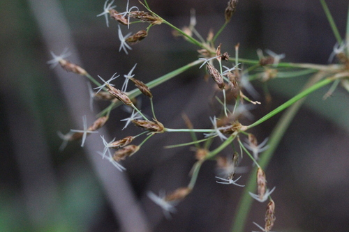 Fimbristylis fusca iNat (3)