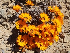 Gazania heterochaeta
