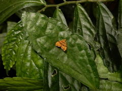 Choreutis amethystodes