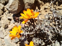 Gazania heterochaeta