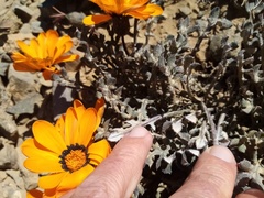 Gazania heterochaeta