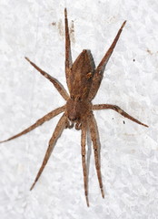 Ornodolomedes