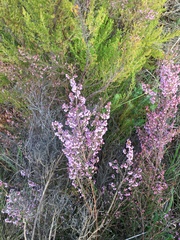 Erica mauritanica