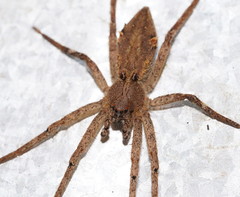 Ornodolomedes