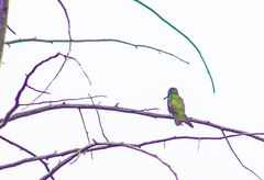 Cynanthus latirostris