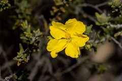 Hibbertia devitata