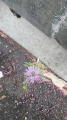 Galactites tomentosus