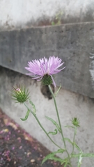 Galactites tomentosus