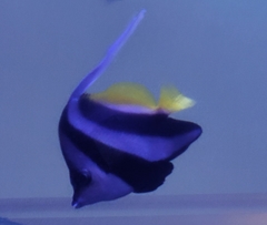 Heniochus