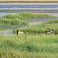 Anas platyrhynchos