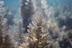 Caulocystis cephalornithos