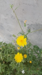 Sonchus oleraceus