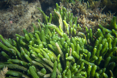Caulerpa crispata