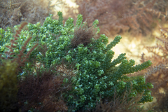 Caulerpa geminata