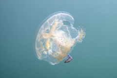 Pseudorhiza haeckeli