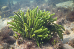 Caulerpa crispata