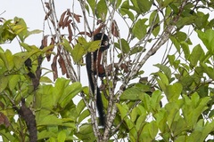 Callosciurus prevostii