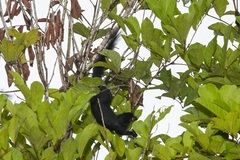 Callosciurus prevostii