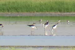 Himantopus himantopus