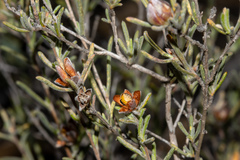 Hibbertia virgata