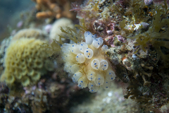 Clavelina pseudobaudinensis