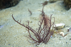 Gracilaria secundata