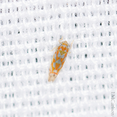 Erythroneura rubrella