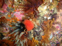 Protula bispiralis