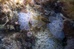 Clavelina pseudobaudinensis