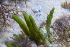 Caulerpa crispata