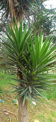 Furcraea andina