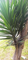 Furcraea andina