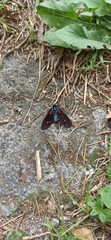 Cyanopepla fulgens