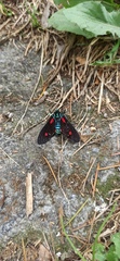 Cyanopepla fulgens