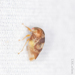 Cyrtolobus vau
